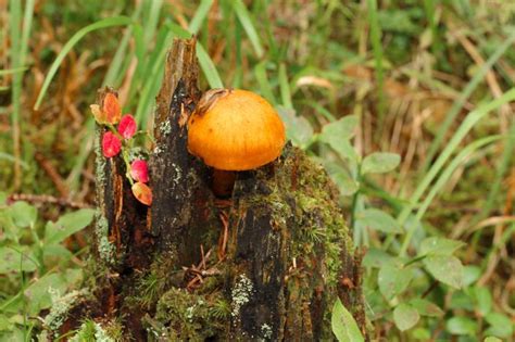 Ces Champignons Toxiques Peuvent Entra Ner La Mort