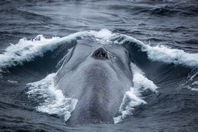 blue whale breathing   water surface stock image