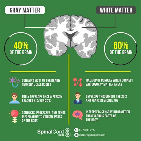 White Matter In Brain, Nervous System Anatomy, Anxiety Facts, Brain ...