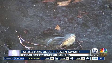 Frozen gators: Reptiles survive in frozen swamp