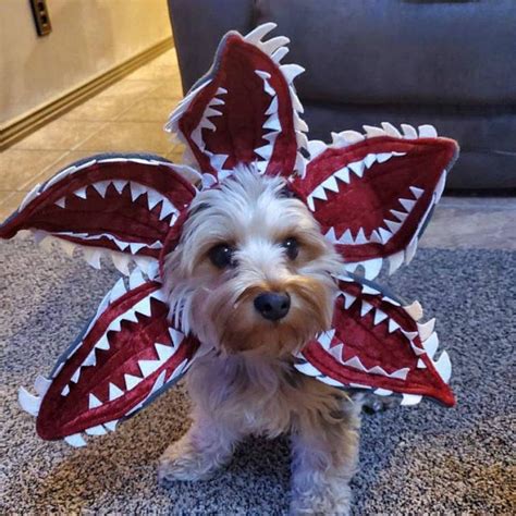 Dog Costumes In The Philippines at Armida Jenkins blog