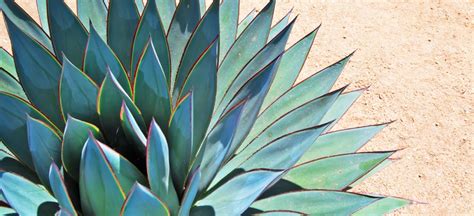 Agave Nectar: Healthy 'Natural' Sweetener or All Hype? - Dr. Axe