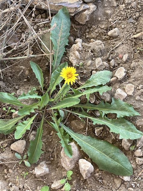 Common Dandelion From Trinity River Greenbelt Dallas TX US On