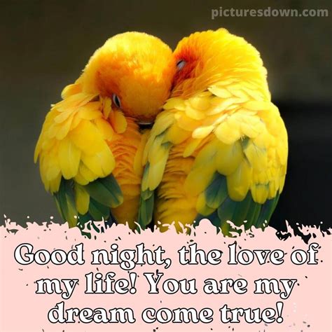 Good Night Love Image Two Parrots Picturesdown