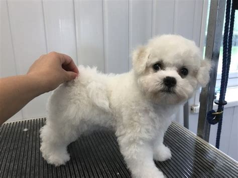 Bichon Frise Puppies For Sale Houston TX 233958