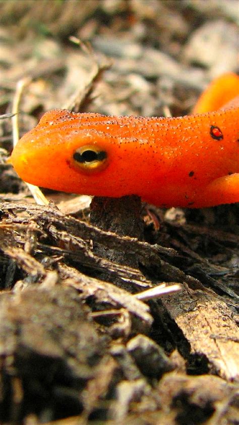 Download Eastern Newt Wallpapers For Mobile Phone Free Eastern Newt