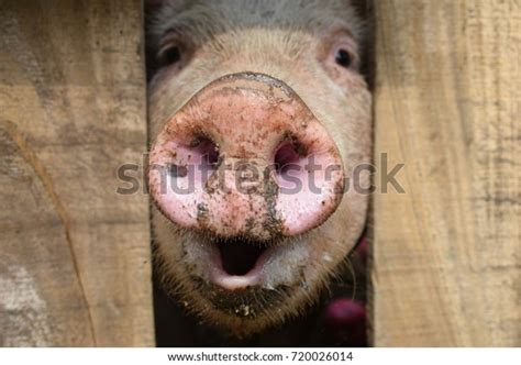 Piggy Nose Stock Photo 720026014 | Shutterstock