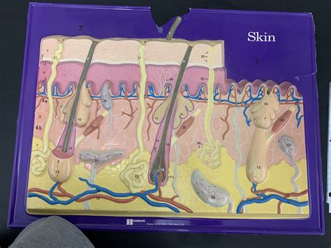 Skin Diagram Part 2 Diagram Quizlet