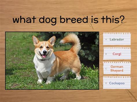 Dog breeds - Quiz