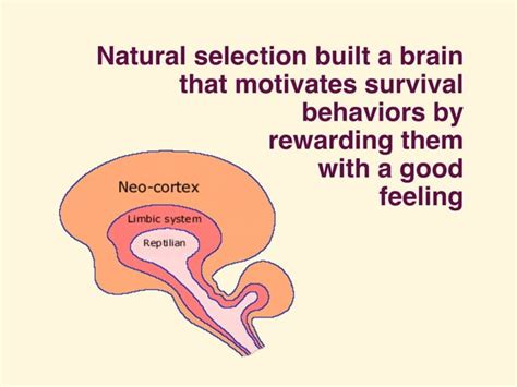 Mammalian Brain Chemistry Explains Everything