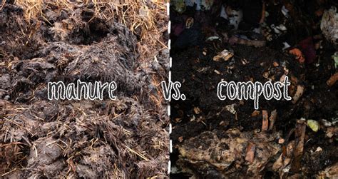 Cow Manure Compost for Vegetable Garden - Back Gardener