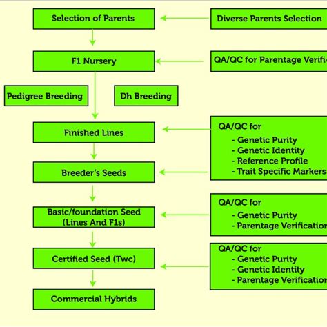 Flow Diagram Of Maize Breeding From Parental Selection To Commercial