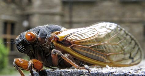 Scientists Studied How Cicadas Pee Their Insights Could Shed Light On