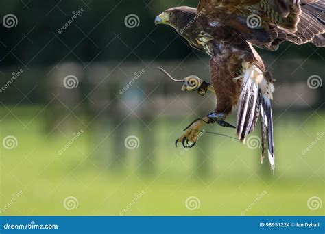 falconry haris hawk bird  prey  display stock photo image