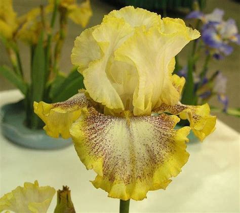 Photo Of The Bloom Of Tall Bearded Iris Iris Whispering Spirits