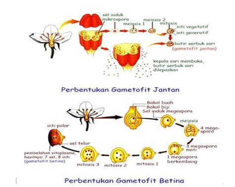 Lks Perkembangbiakan Generatif Pada Tumbuhan Porn Sex Picture