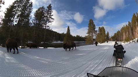 Snowmobiling In Yellowstone With Two Top West Yellowstone Montana