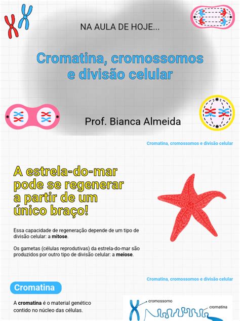 Cromatina J Cromossomos E A Divisão Celular Powerpoint Pdf