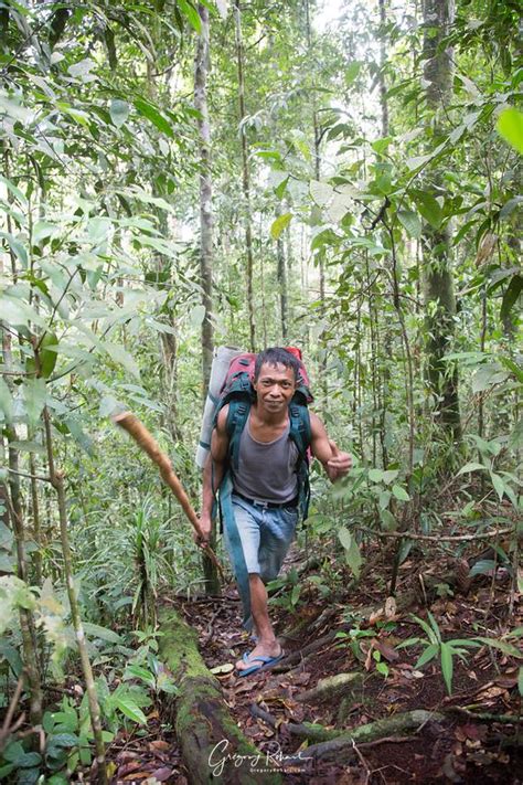 Photo Jungle de Sumatra Grégory ROHART Photographies