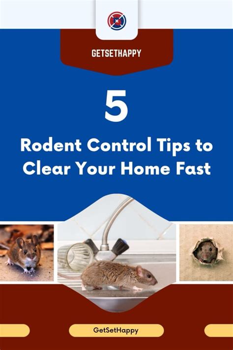 5 Rodent Control Tips to Clear Your Home Fast | GetSetHappy