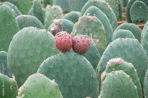 Plantas de chumbera (Opuntia ficus-indica) en un vivero. Es una especie