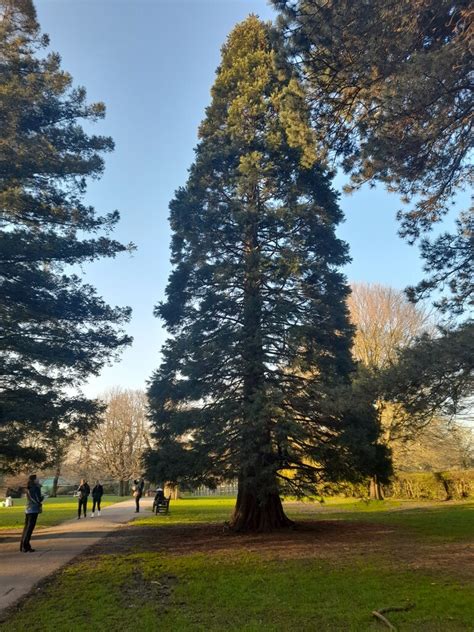 Conifer In Golders Hill Park David Howard Cc By Sa Geograph