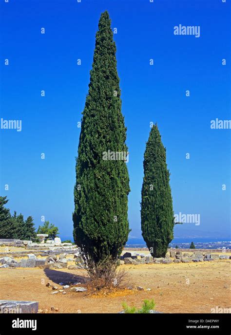 Italian Cypress Cupressus Sempervirens Greece Kos Stock Photo Alamy