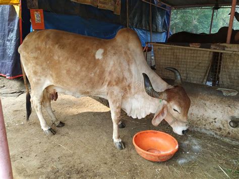 Desi Twink Gay Stock Photos Free Royalty Free Stock Photos From Dreamstime