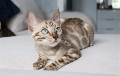 Snow Bengal Kittens For Sale Delivery To USA Canada