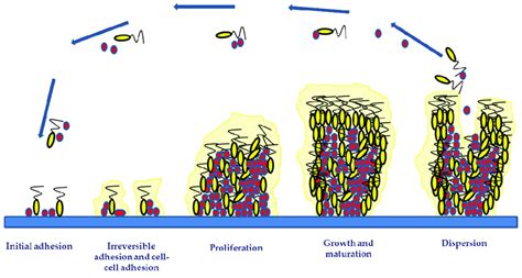 Biofilm Development Phases Include Initial Adhesion Irreversible