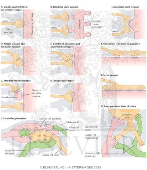 Types of Synapses