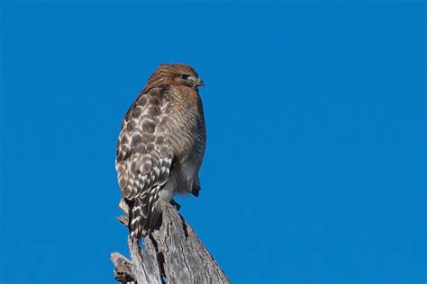 Red Shouldered Hawk Michael Herrera Flickr