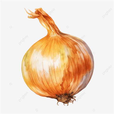 Watercolor Onion Vegetable Clip Art Onion Watercolor Hand Png