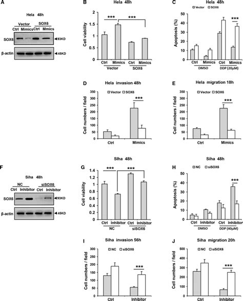 Sox Inhibition Is Required For The Effects Of Mir A Overexpression