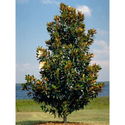 Southern Magnolia Tree - Bob Wells Nursery - U.S. Shipping