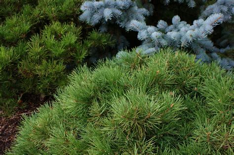 Pinus Sylvestris Hillside Creeper Scots Pine Flickr