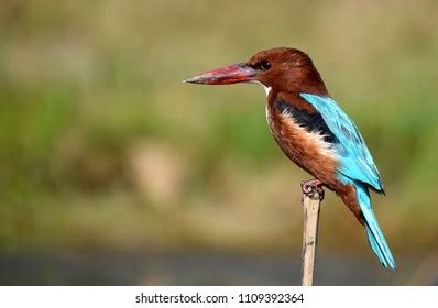 White Throated Kingfisher Over 7 616 Royalty Free Licensable Stock