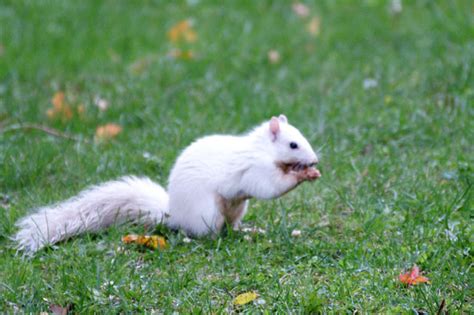 The White Squirrels of Exeter