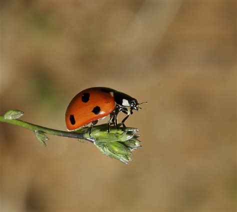 COCCINELLE