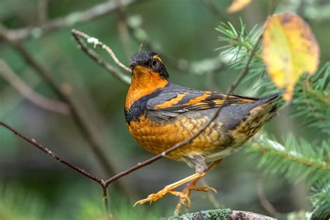 Varied Thrush Our Yard 12 16 2023 While Preparing To Go To Belfair