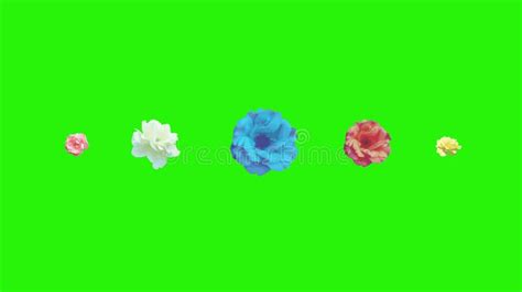 Animation Of Red Roses Graphic Design On Green Screen Transition