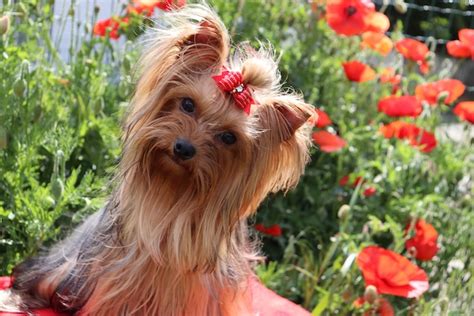 Elevage de yorkshire terrier du Rocher de la Barmaz Grône Valais Suisse