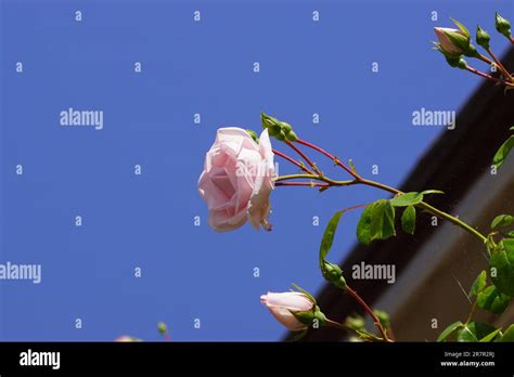 Close Up Of Pink Flowers Buds Of A Climbing Rose Rosa New Dawn