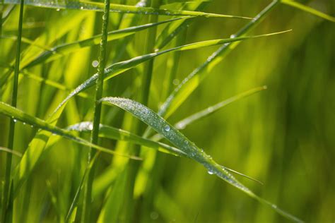 1920x1080 resolution | macro photography of water droplet in leaf HD ...