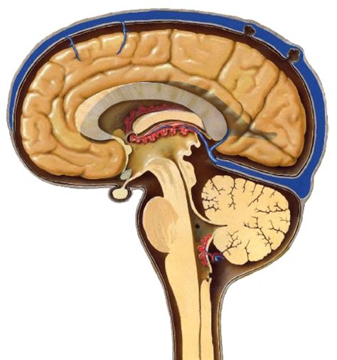 Meninges Diagram Quizlet