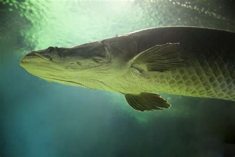 Pește Sub Apă Arapaima Pirarucu Arapaima Gigas Una Dintre Cele Mai