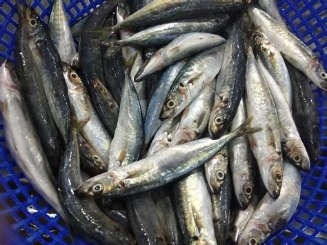 Frozen Layang Scad Pinetree Vietnam Seafood Exporter Best Price