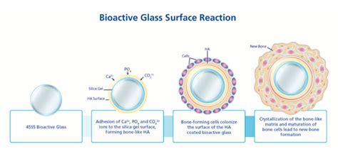 Ceramic Biomaterials, by Jon Velez - OpenWetWare