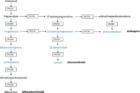 Adrenal Steroidogenesis Diagram Steroidogenic Enzymes Are Represented