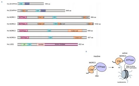 The Human Zinc Finger Cw Domain Containing Proteins A Schematic